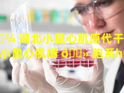 🌼 湖北小鼠心肌原代干细胞（小鼠心肌细 🌻 胞系h9c2）